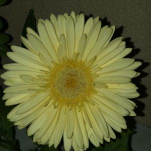 Meet your Posher, Isabel